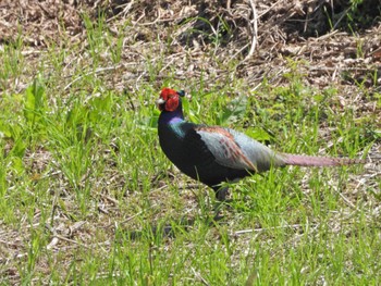 Green Pheasant 淀川河川公園 Fri, 4/12/2024