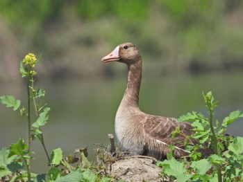 Greater White-fronted Goose 淀川河川公園 Fri, 4/12/2024