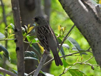 Masked Bunting 淀川河川公園 Fri, 4/12/2024