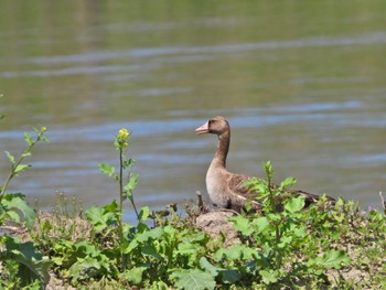 Greater White-fronted Goose 淀川河川公園 Fri, 4/12/2024