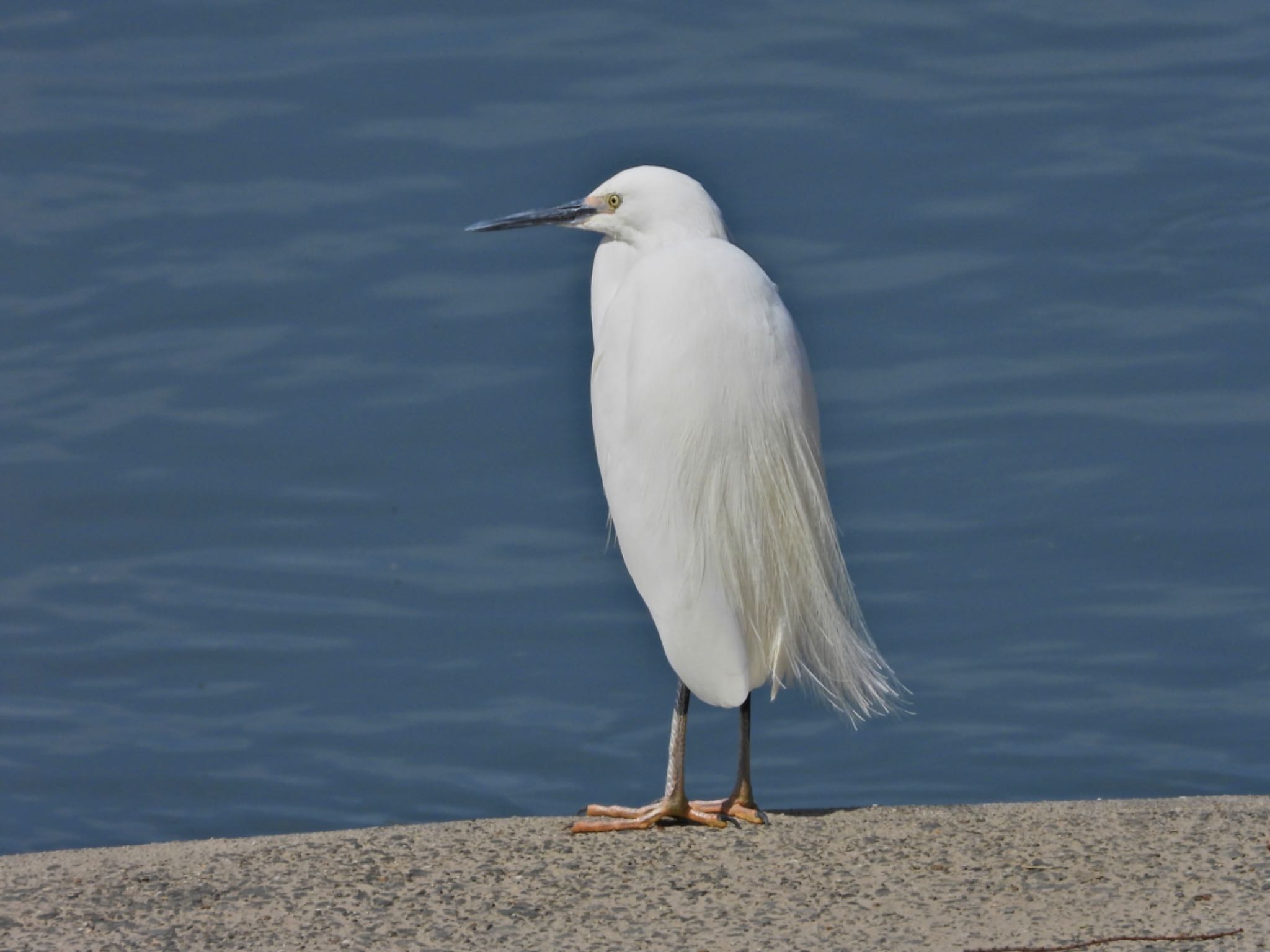 Little Egret