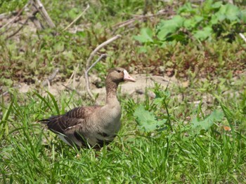 Greater White-fronted Goose 淀川河川公園 Fri, 4/12/2024