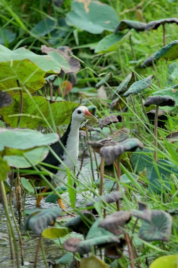 White-breasted Waterhen Wachirabenchathat Park(Suan Rot Fai) Fri, 5/3/2024