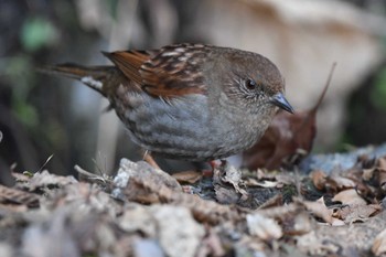 Japanese Accentor 日向林道 神奈川県伊勢原市 Sat, 3/9/2024