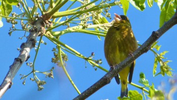 Grey-capped Greenfinch 平城宮跡 Sun, 5/5/2024