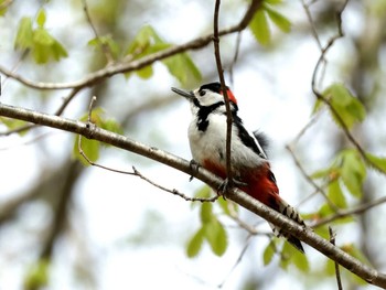 Great Spotted Woodpecker Nishioka Park Sun, 5/5/2024