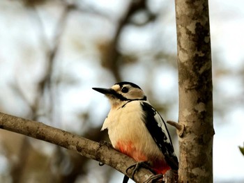 Great Spotted Woodpecker Nishioka Park Sun, 5/5/2024