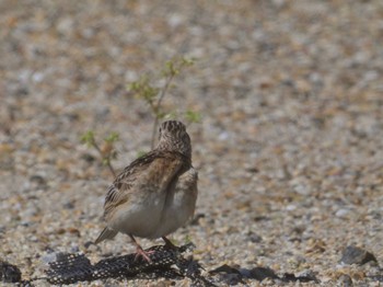 Eurasian Skylark 平城宮跡 Sun, 5/5/2024