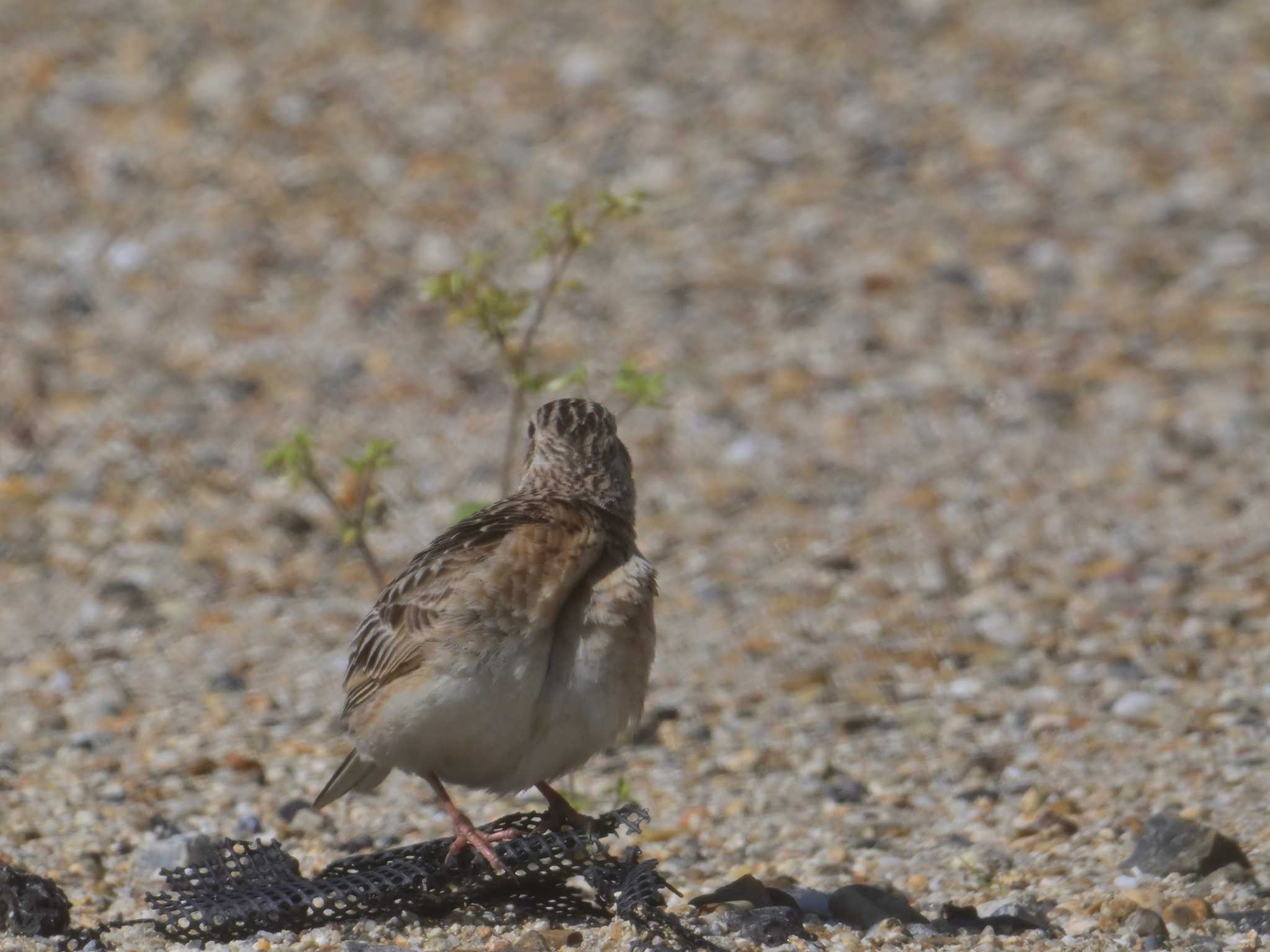 Eurasian Skylark