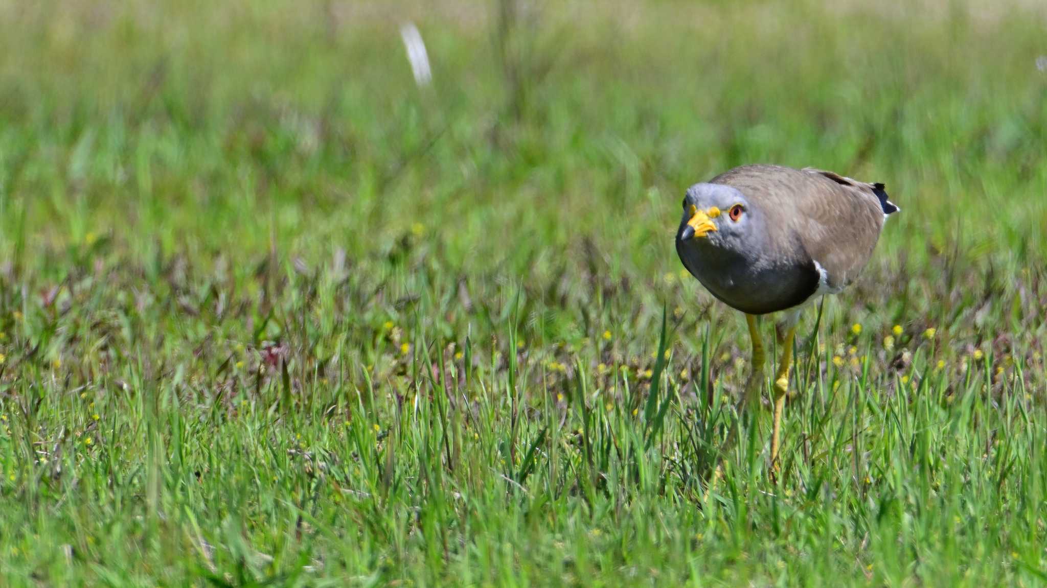 Grey-headed Lapwing