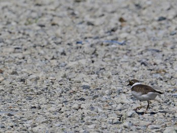 Little Ringed Plover 平城宮跡 Sun, 5/5/2024