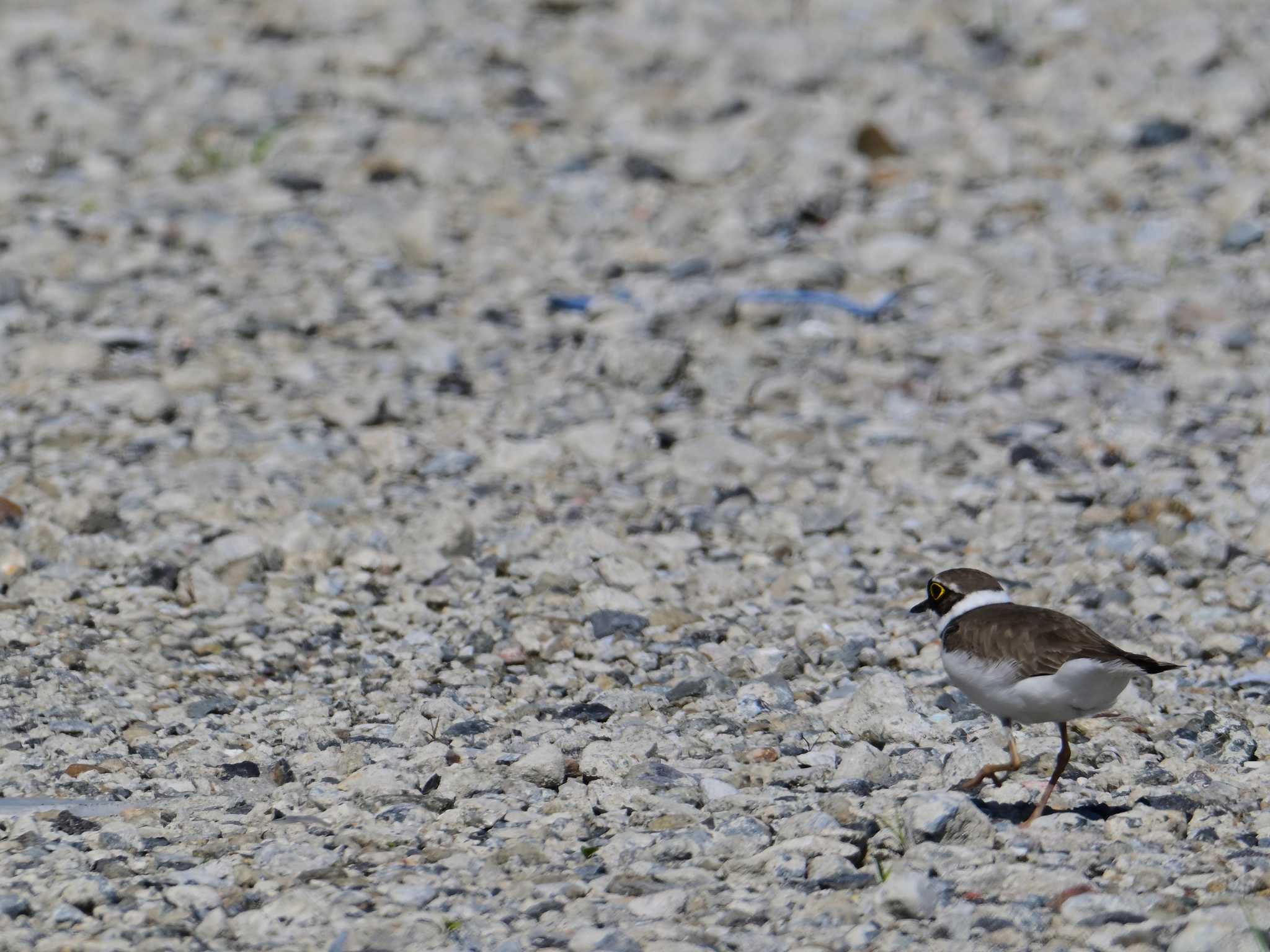 Little Ringed Plover