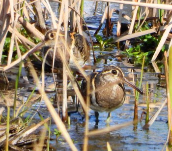 Greater Painted-snipe Unknown Spots Thu, 3/14/2024