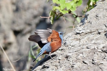 Blue Rock Thrush 江ノ島 Sat, 5/4/2024