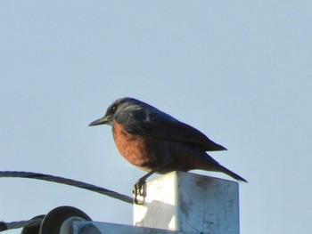 Blue Rock Thrush 家の近所 Sun, 5/5/2024