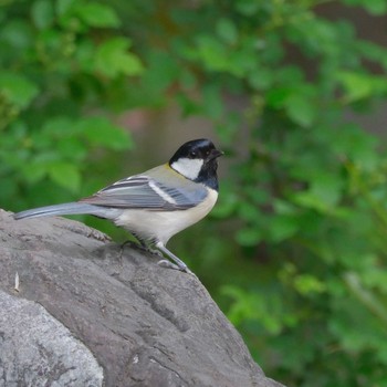 Japanese Tit 航空公園 Sat, 4/27/2024