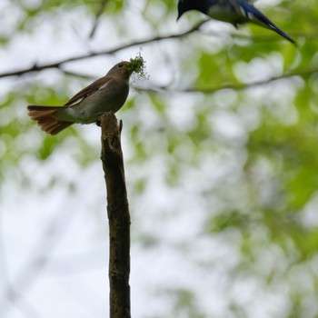 Blue-and-white Flycatcher 裏高尾 Sat, 4/27/2024