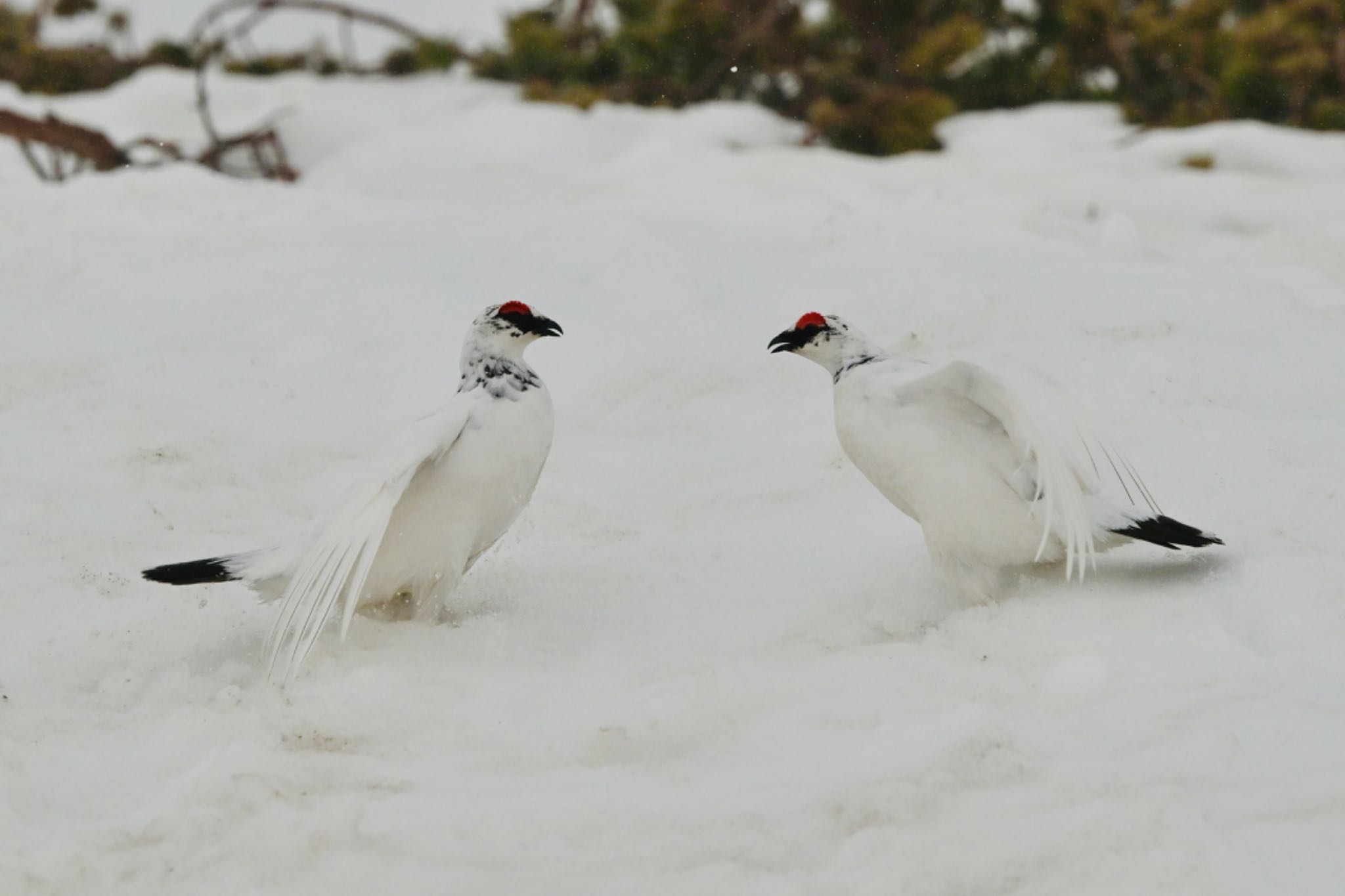 Photo of Rock Ptarmigan at  by 美妃8