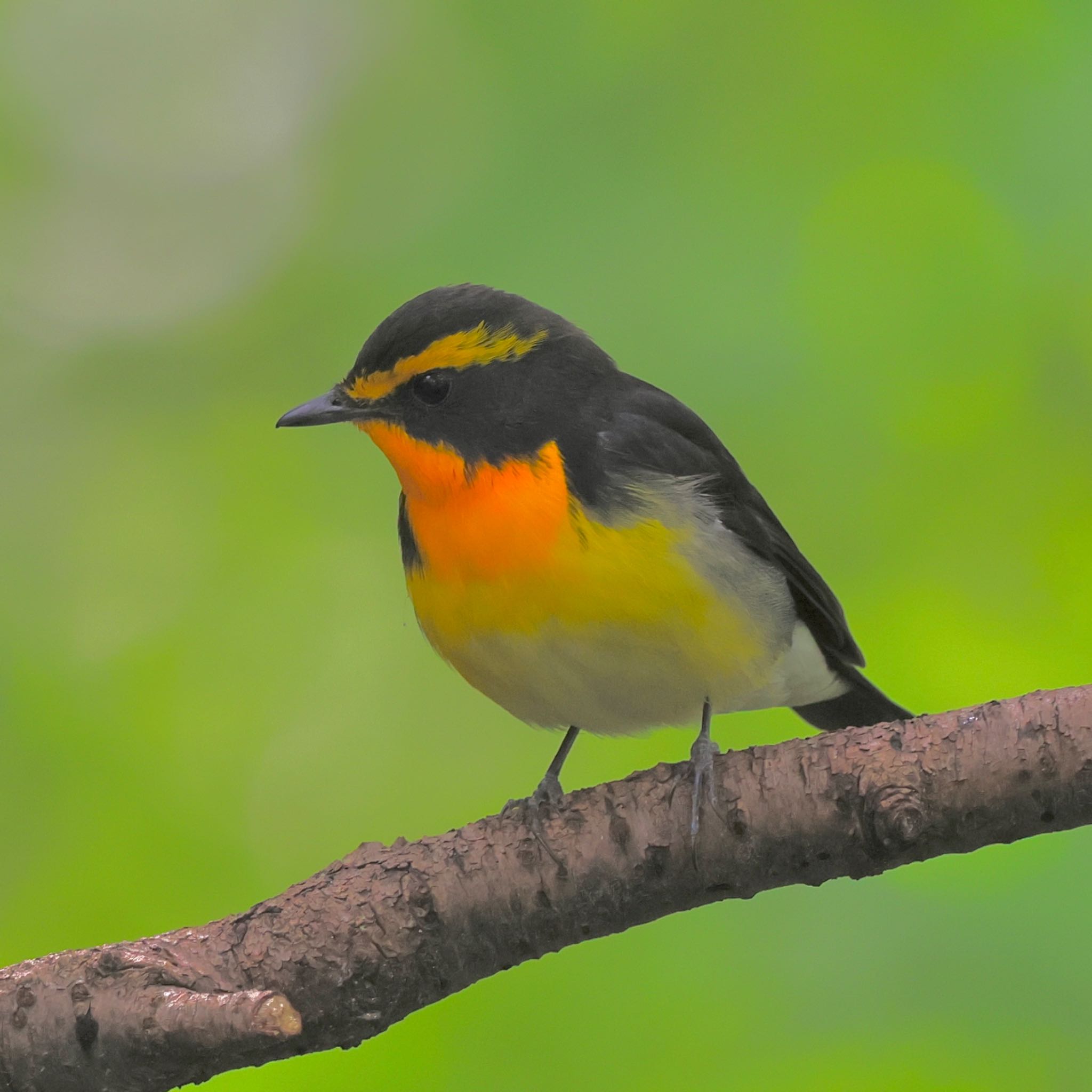 Narcissus Flycatcher