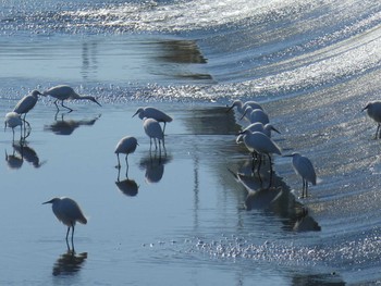 2019年1月3日(木) 多摩川二ヶ領上河原堰の野鳥観察記録