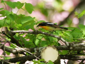 Narcissus Flycatcher 秩父 Fri, 4/26/2024