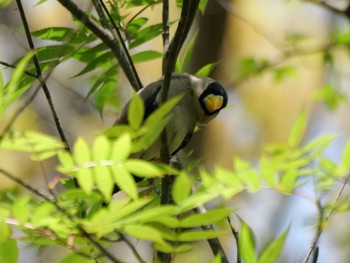 Japanese Grosbeak 秩父 Fri, 4/26/2024