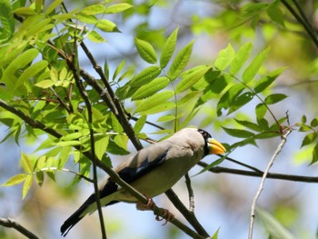 Japanese Grosbeak 秩父 Fri, 4/26/2024