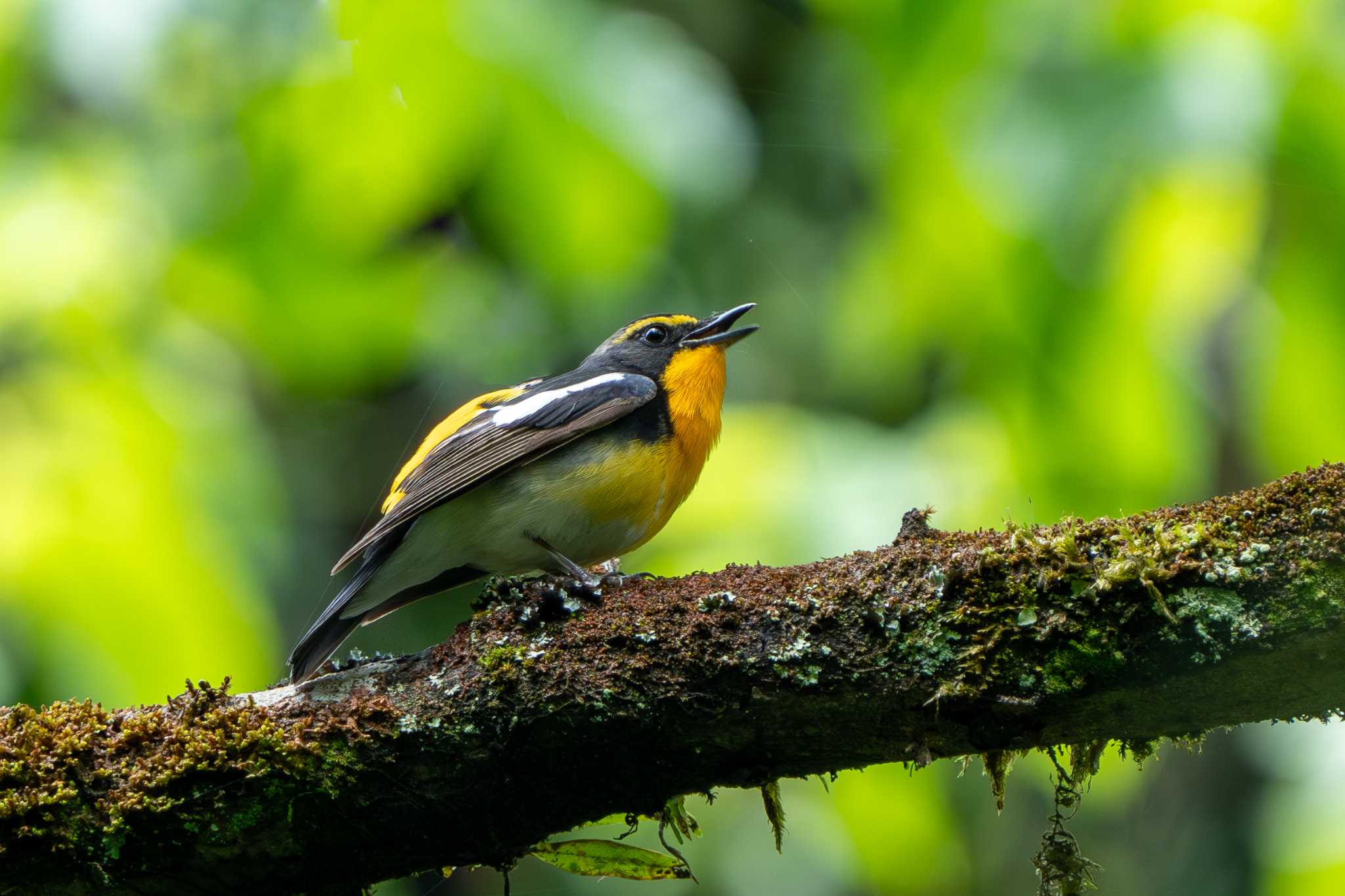 Photo of Narcissus Flycatcher at 近所 by shin