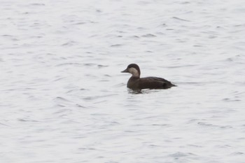 クロガモ ふなばし三番瀬海浜公園 2024年4月20日(土)