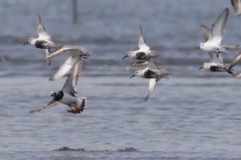 Ruddy Turnstone Sambanze Tideland Sat, 4/20/2024