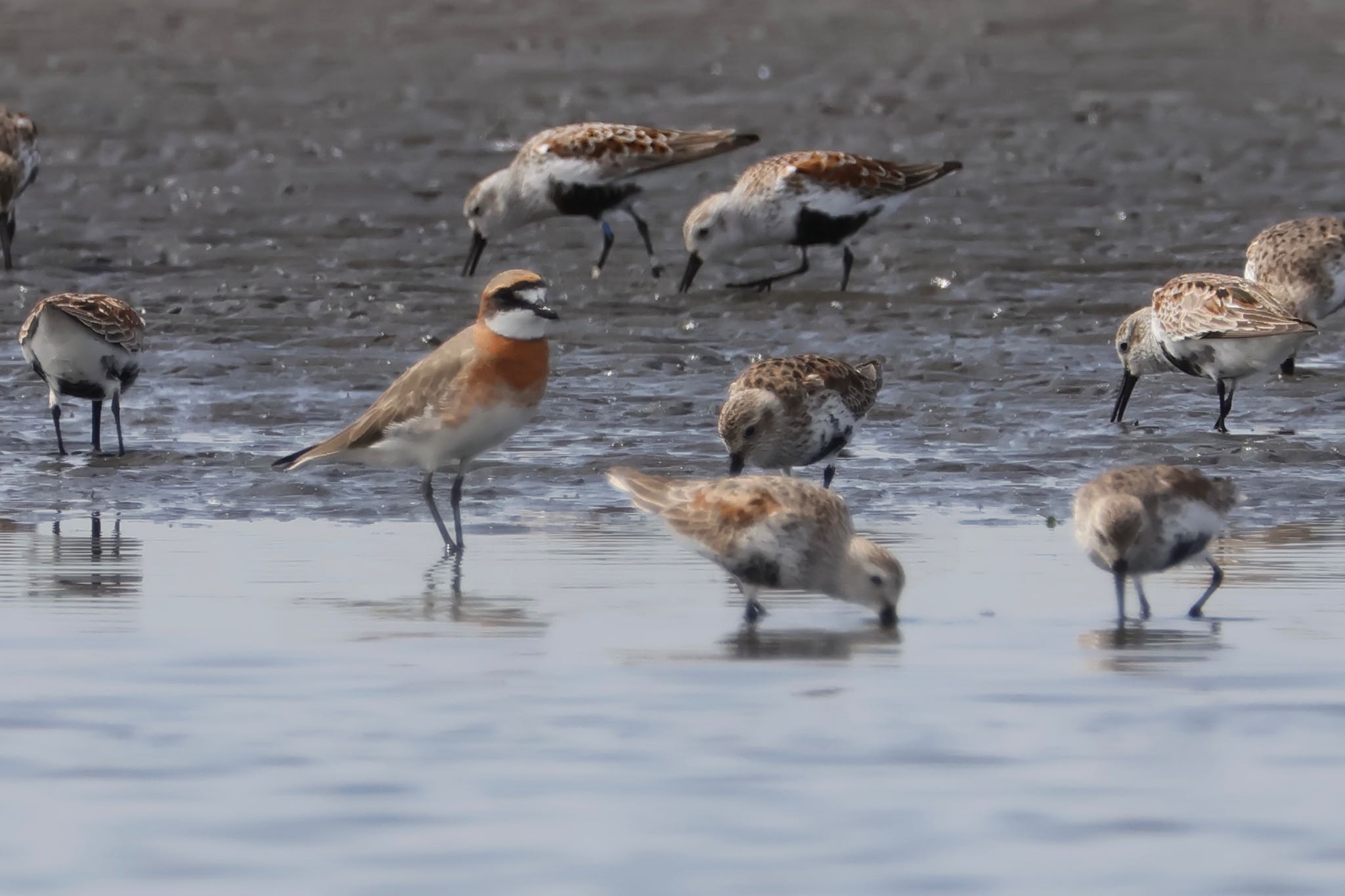 Siberian Sand Plover