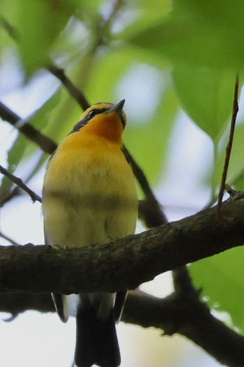 Narcissus Flycatcher 京都府 Sat, 5/4/2024