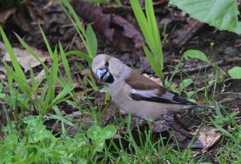 Hawfinch 札幌市南区 自宅の庭 Mon, 5/6/2024