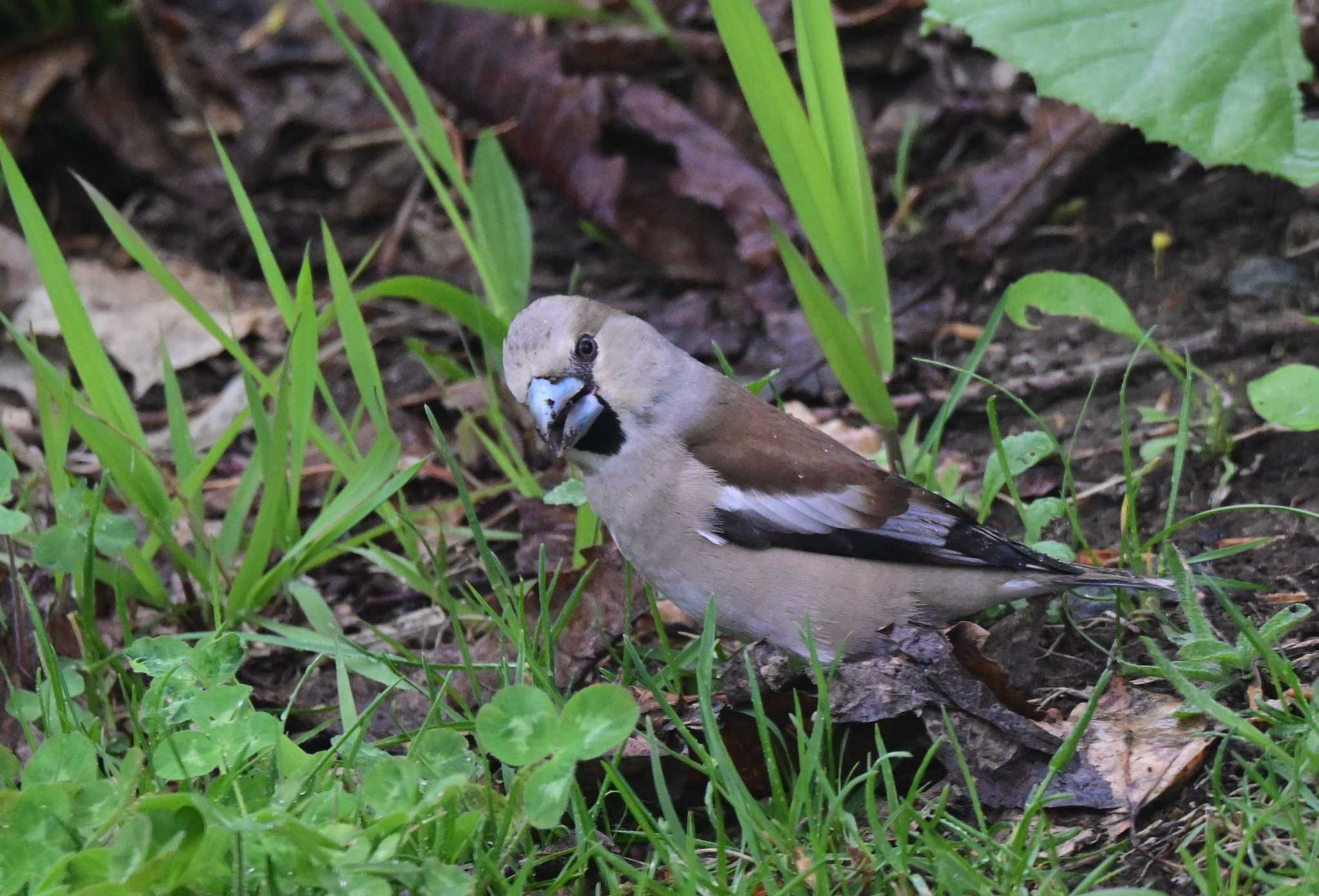 Photo of Hawfinch at 札幌市南区 自宅の庭 by 青カエル🐸