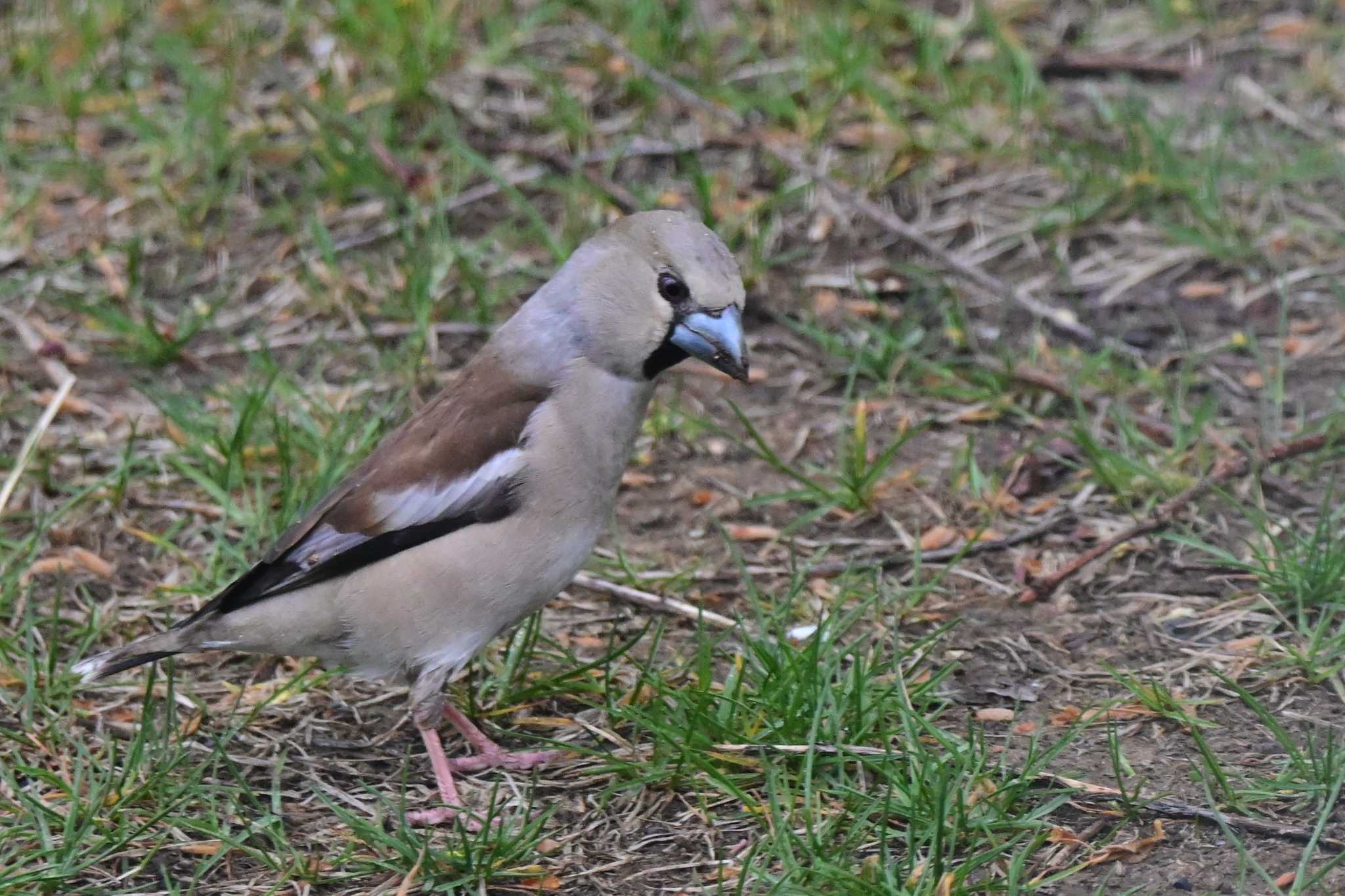Photo of Hawfinch at 札幌市南区 自宅の庭 by 青カエル🐸
