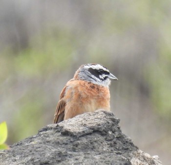 Fri, 5/3/2024 Birding report at くじゅう国立公園