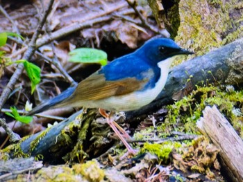 Siberian Blue Robin Karuizawa wild bird forest Sat, 5/4/2024