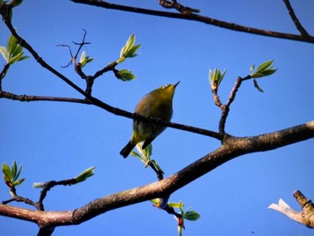 メジロ 軽井沢野鳥の森 2024年5月4日(土)