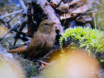 ミソサザイ 軽井沢野鳥の森 2024年5月4日(土)