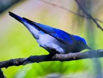 オオルリ 軽井沢野鳥の森 2024年5月4日(土)