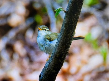 センダイムシクイ 軽井沢野鳥の森 2024年5月4日(土)