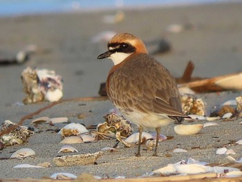 Siberian Sand Plover 安濃川河口 Sat, 5/4/2024