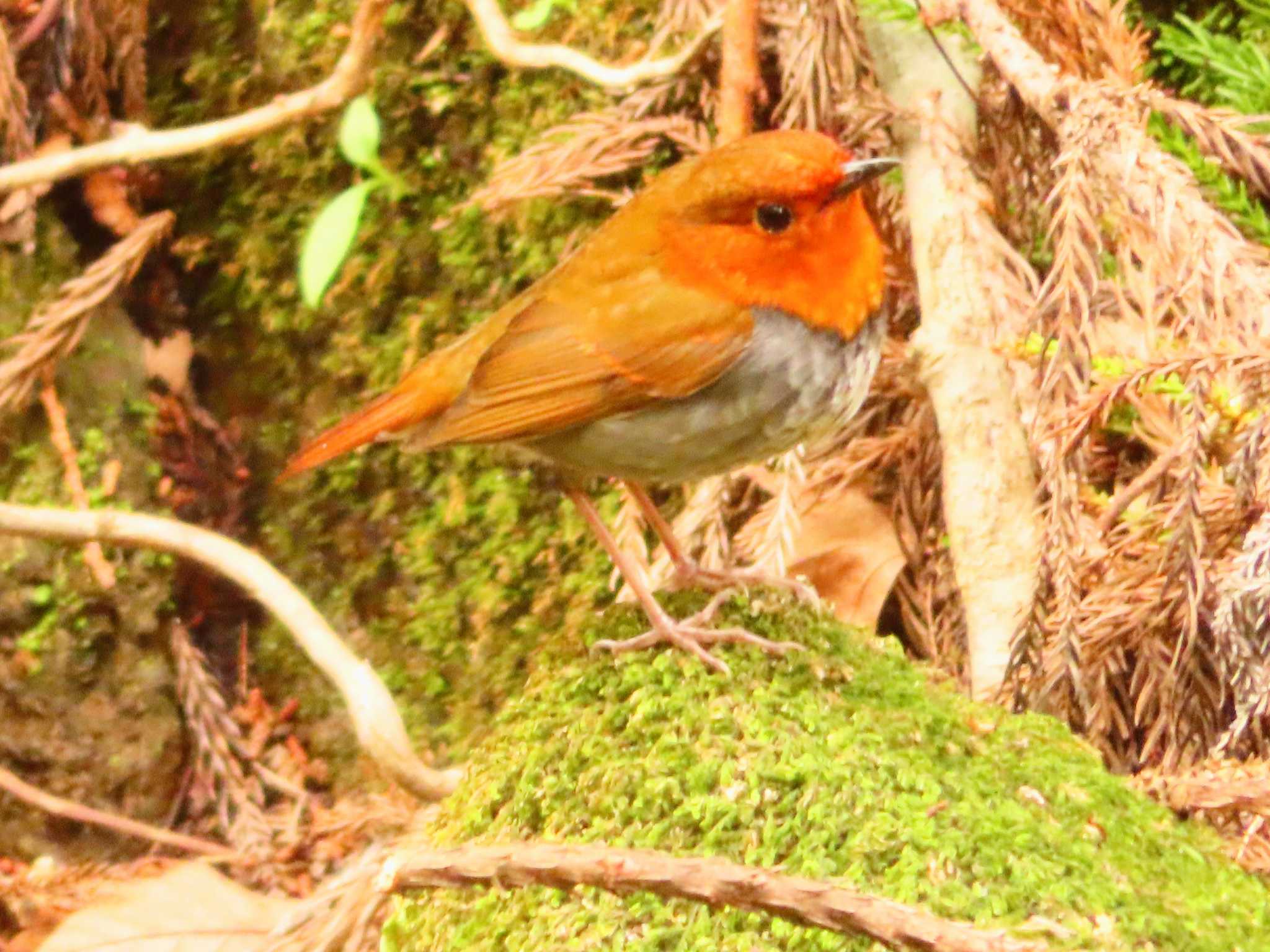 Japanese Robin