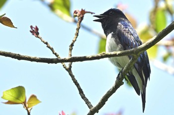 Blue-and-white Flycatcher Hayatogawa Forest Road Sun, 5/5/2024