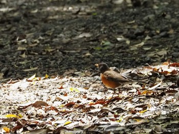 Thu, 5/2/2024 Birding report at Miyakejima Island