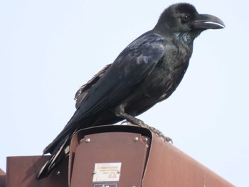 Large-billed Crow Mishima Island Sun, 4/28/2024