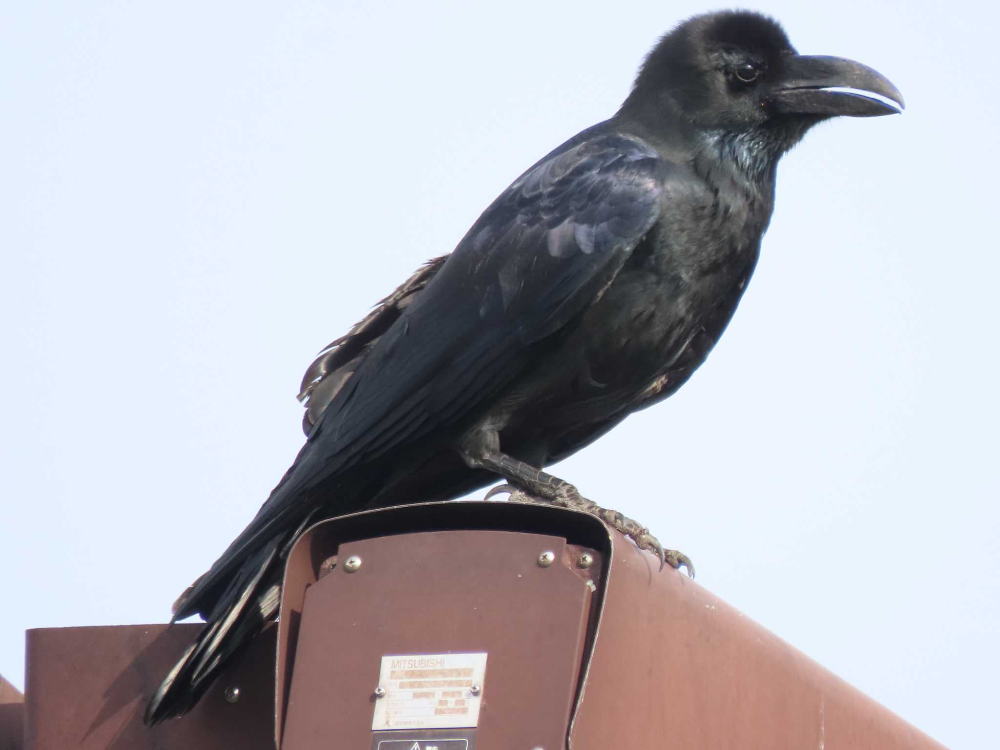 Large-billed Crow