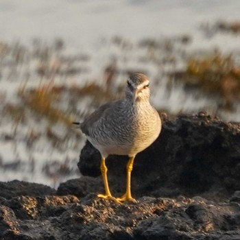 Grey-tailed Tattler 観音崎公園 Mon, 5/6/2024