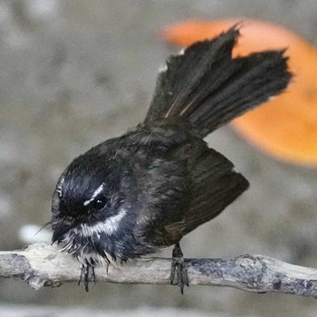 White-throated Fantail Bang Pu Recreation Center Wed, 5/1/2024