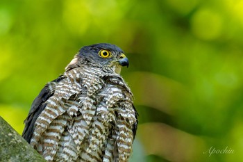 Japanese Sparrowhawk 近所 Fri, 5/3/2024